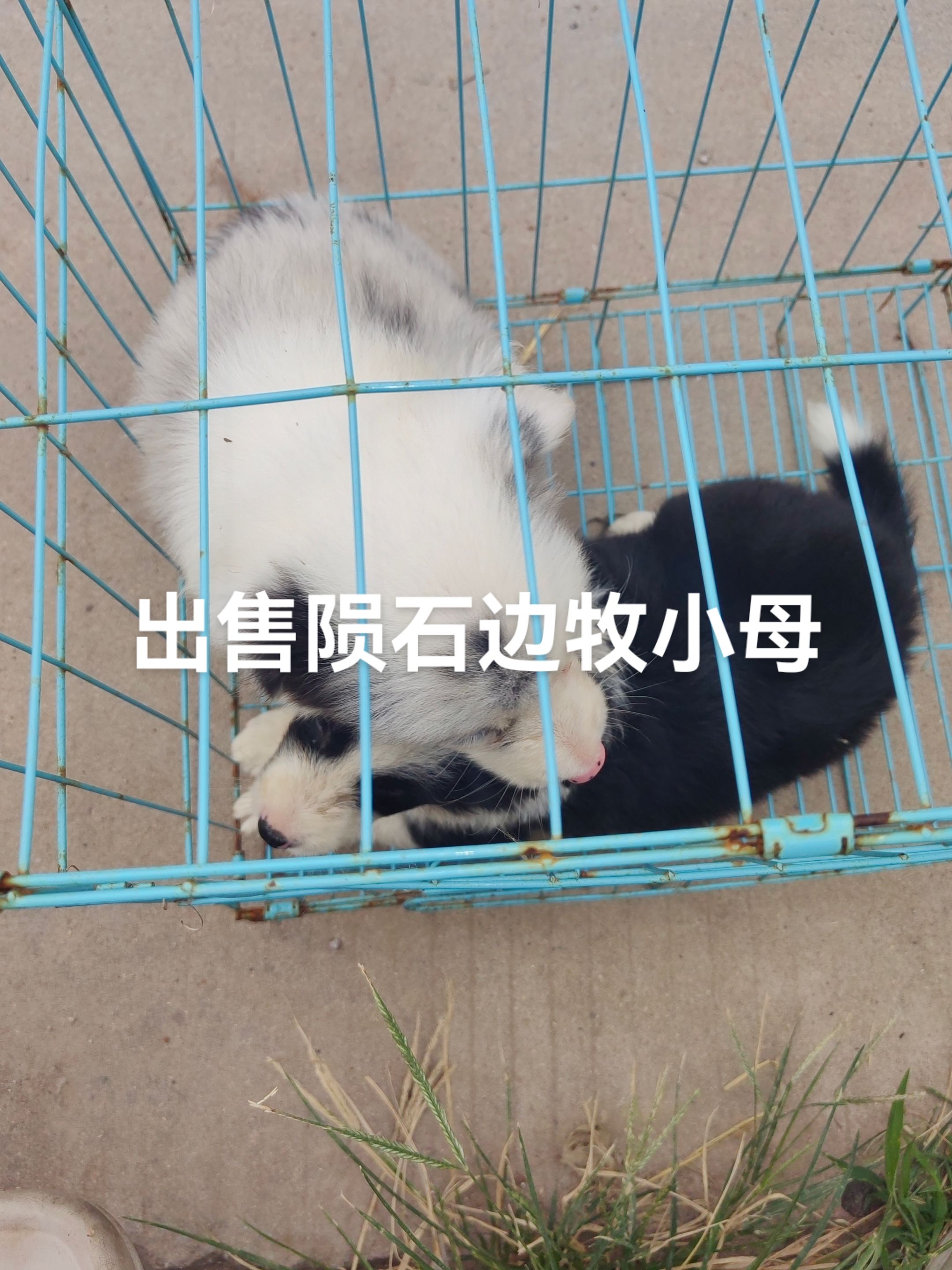 蓝陨石